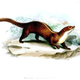 Illustration for article titled Monday Mustelid - Mustela strigidorsa Edition